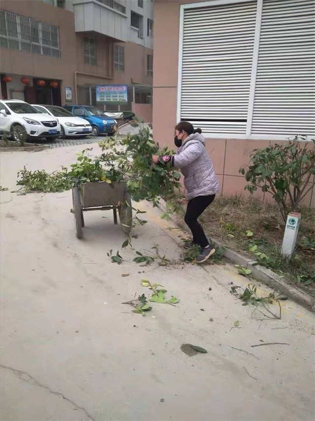 清理栽树留下的树枝