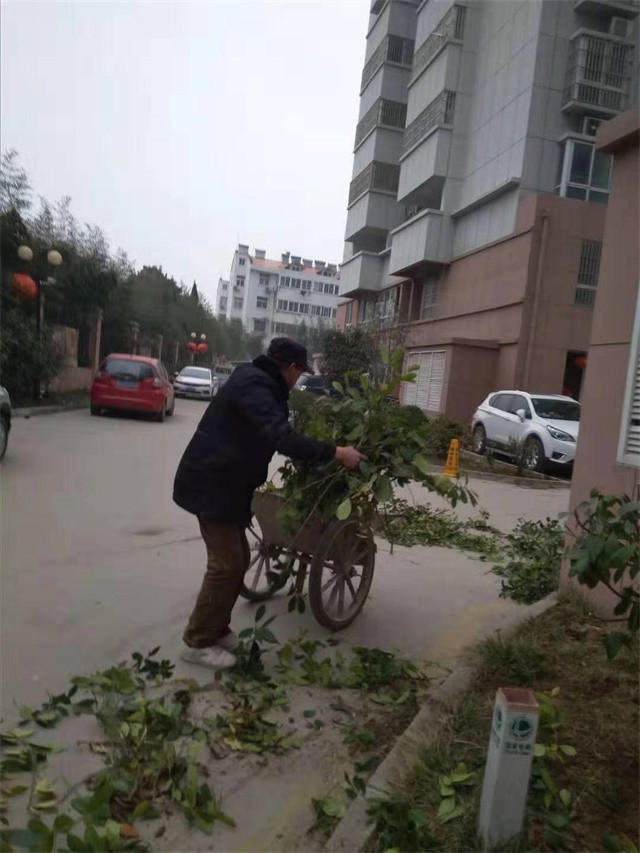 清理栽树留下的树枝