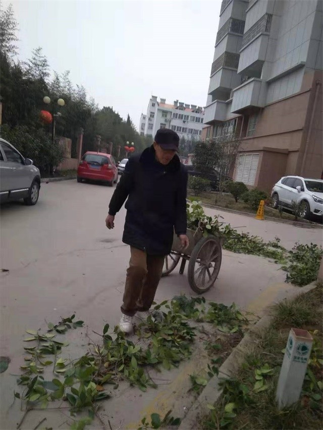 清理栽树留下的树枝